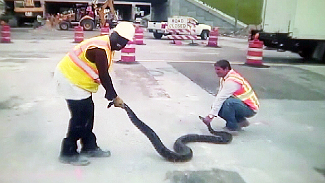 TKN - the 11 foot python being held by the Construction Workers later handed over to the FF&WC
